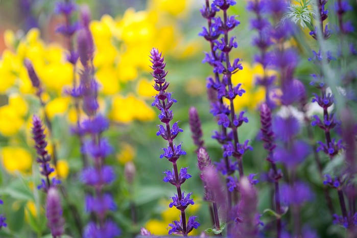 Salvia nemorosa 'Caradonna' Salvia nemorosa 'Caradonna'