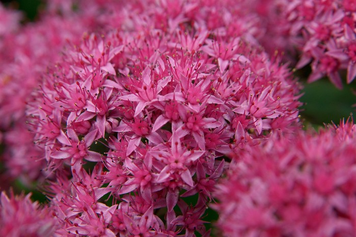 Hylotelephium spectabile 'Carl' Hylotelephium spectabile 'Carl'