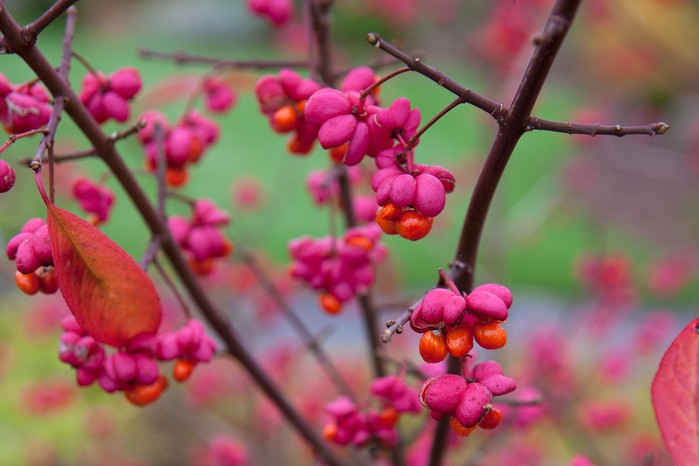 Euonymus europaeus Euonymus europaeus