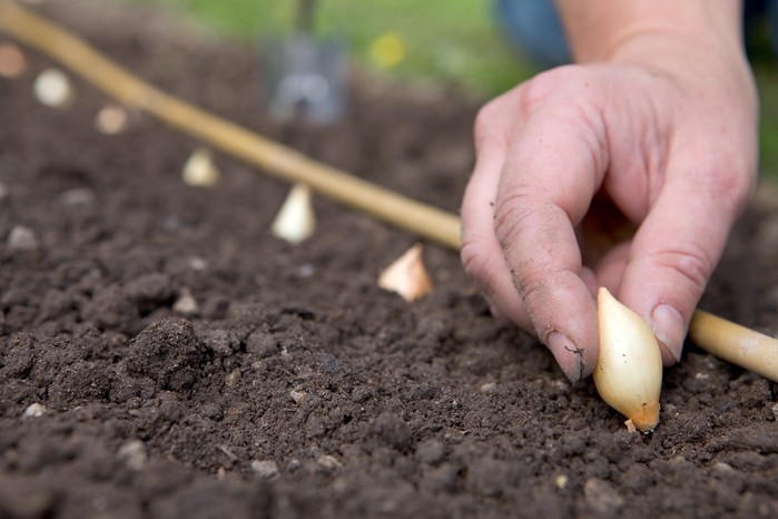Sowing onion sets in September Sowing onion sets in September