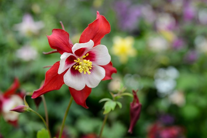 Aquilegia vulgaris Aquilegia vulgaris