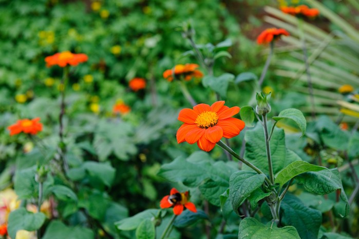 Mexican sunflower Tithonia