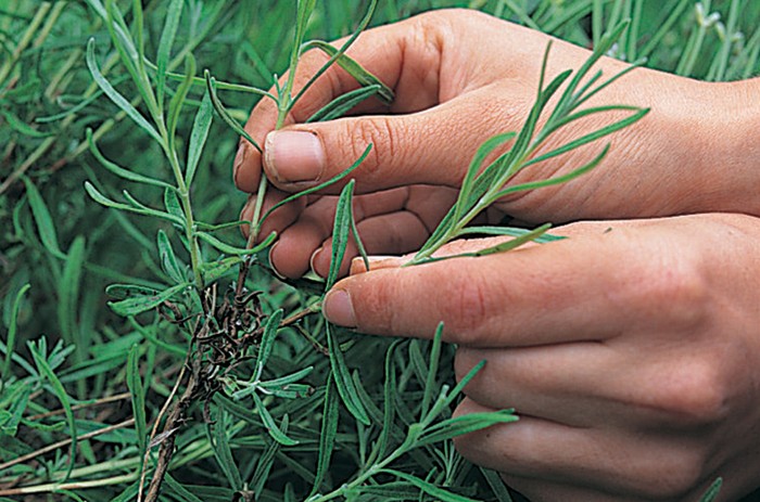 Cutting lavender sideshoots Cutting lavender sideshoots