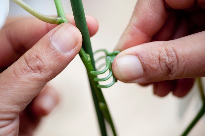 Tying in the flowering stem of a moth orchid Tying in the flowering stem of a moth orchid
