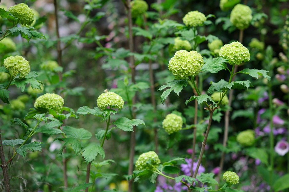 How to grow guelder rose - guelder roses to grow How to grow guelder rose - guelder roses to grow