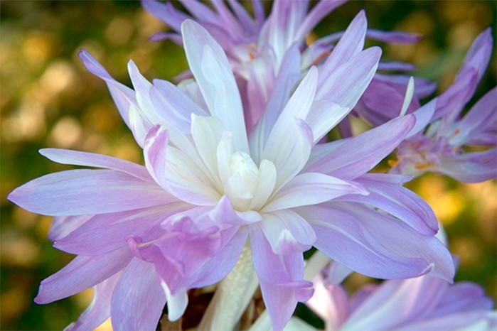 Colchicum 'Waterlily' Colchicum 'Waterlily'