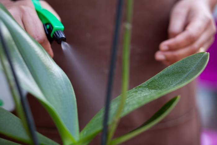 Misting a moth orchid Misting a moth orchid