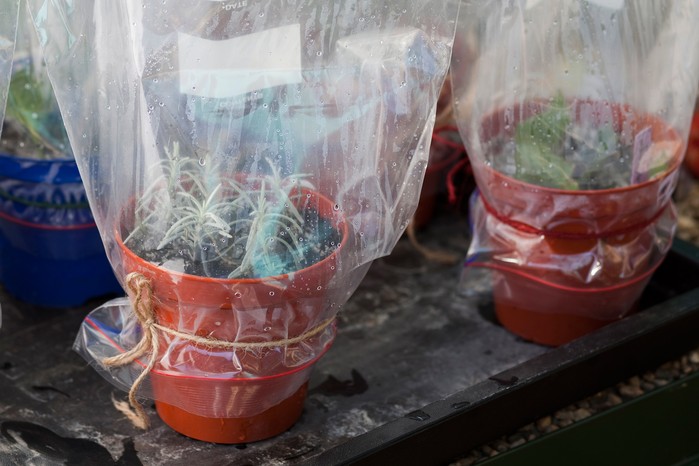 Lavender cuttings in bags Lavender cuttings in bags
