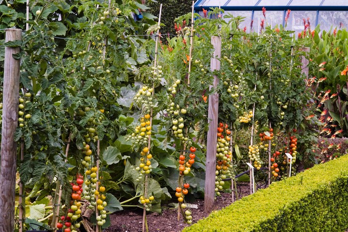 Cordon tomatoes ripening on plant with leaves removed to speed up ripening process Cordon tomatoes ripening on plant with leaves removed to speed up ripening process