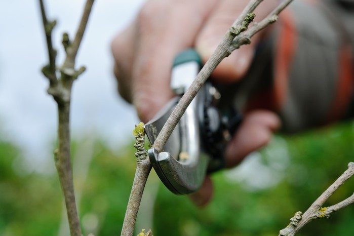 How to prune your plants - pruning at an angle How to prune your plants - pruning at an angle