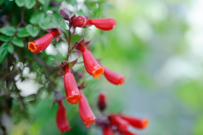 Chilean glory flower, Eccremocarpus scaber Chilean glory flower, Eccremocarpus scaber