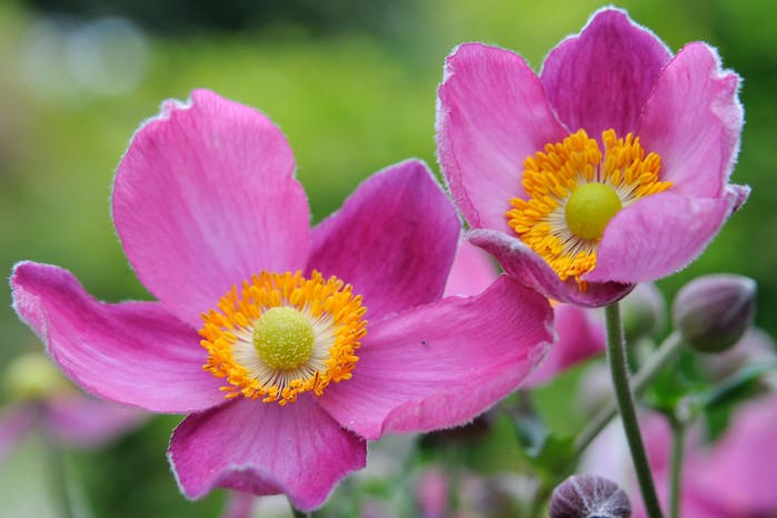 Pink Japanese anemones Pink Japanese anemones