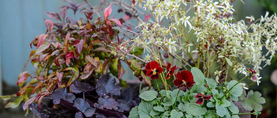 Viola, saxifrage, berberis, heuchera in container Viola, saxifrage, berberis, heuchera in container