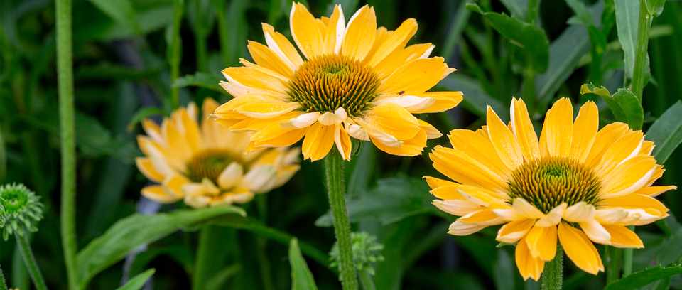 Echinacea 'Aloha' Echinacea 'Aloha'