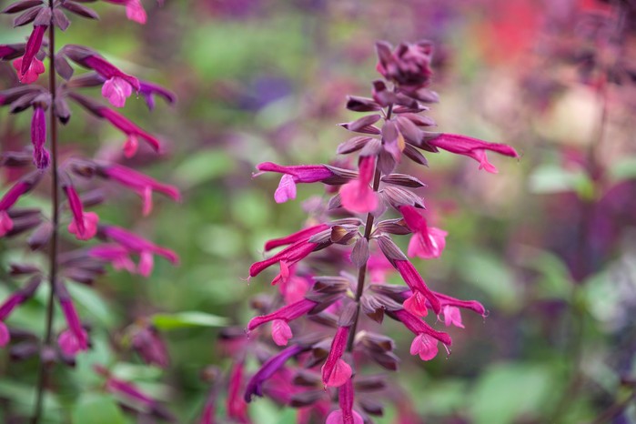 20 spectacular salvias to grow 20 spectacular salvias to grow
