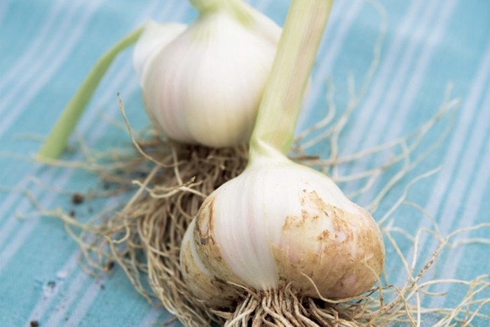 Garlic 'Solent White' Garlic 'Solent White'