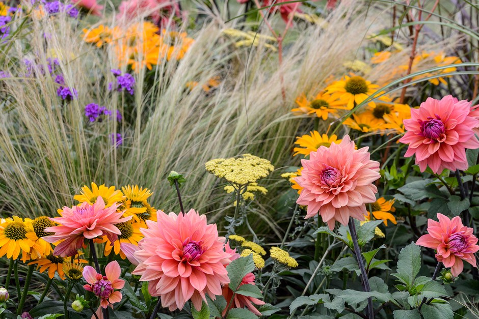 Dahlias and achilleas in a late summer border Dahlias and achilleas in a late summer border