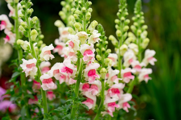 Snapdragon 'Appleblossom' has subtle pink flowers Snapdragon 'Appleblossom' has subtle pink flowers