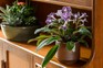 Cape primrose (Streptocarpus)
