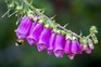 Bumblebee approaches foxglove blooms. Getty Images.