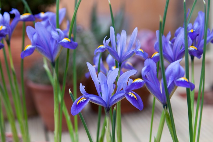 Iris reticulata flowers Iris reticulata flowers