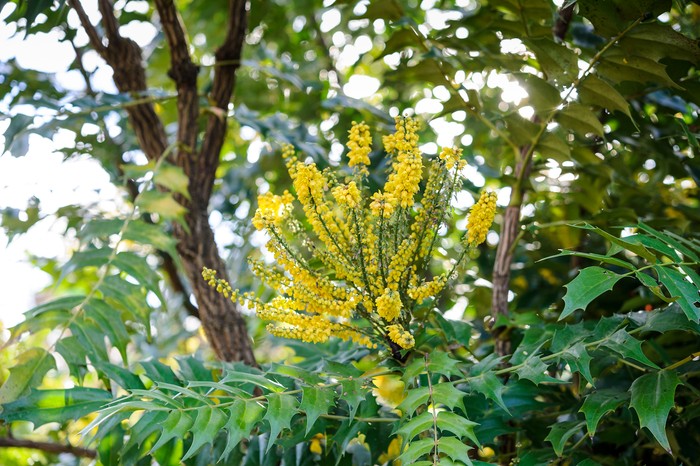 Mahonia x Media 'Winter Sun' Mahonia x Media 'Winter Sun'