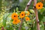 Black-eyed Susan
