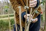 Prune buddleja hard in spring