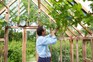 Monty pruning grape vine