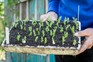 Seedlings of pea 'Alderman'