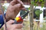 Pruning Sorbus aucuparia