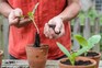 Pricking out young courgette plants