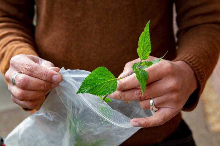 Taking cuttings from Salvia 'Amistad' and placing them in a plastic bag to stop them wilting Taking cuttings from Salvia 'Amistad' and placing them in a plastic bag to stop them wilting