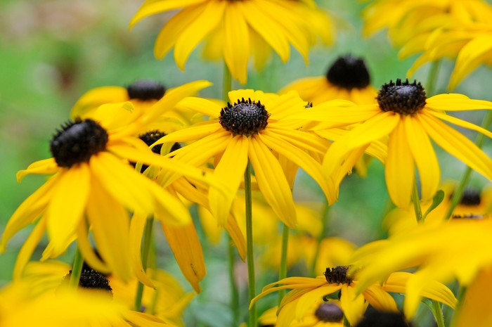 2048-1365-_TSC3555 Rudbeckia fulgida var. sullivantii 'Goldsturm'