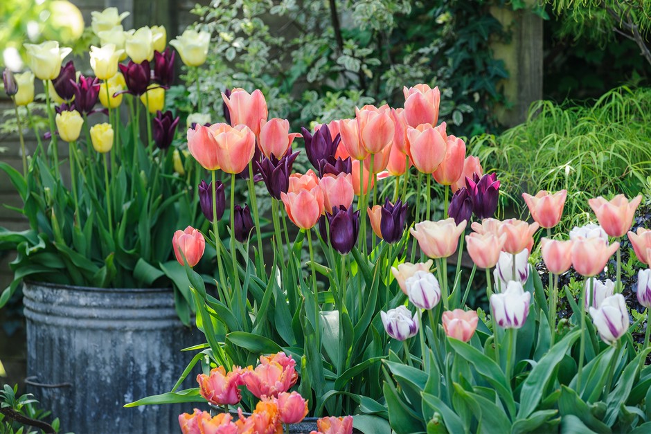 Tulip displays look their best in mid to late spring Tulip displays look their best in mid to late spring