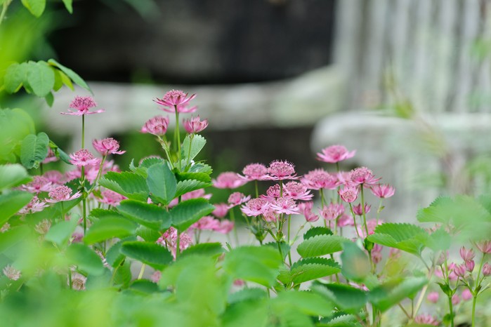 Astrantia 'Roma' Astrantia 'Roma'