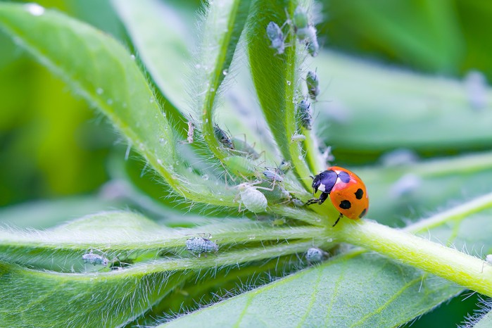How to control aphids (greenfly or blackfly) How to control aphids (greenfly or blackfly)