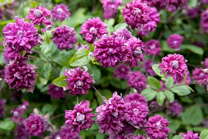 Clematis 'Purpurea Plena Elegans'. Sarah Cuttle Clematis 'Purpurea Plena Elegans'. Sarah Cuttle