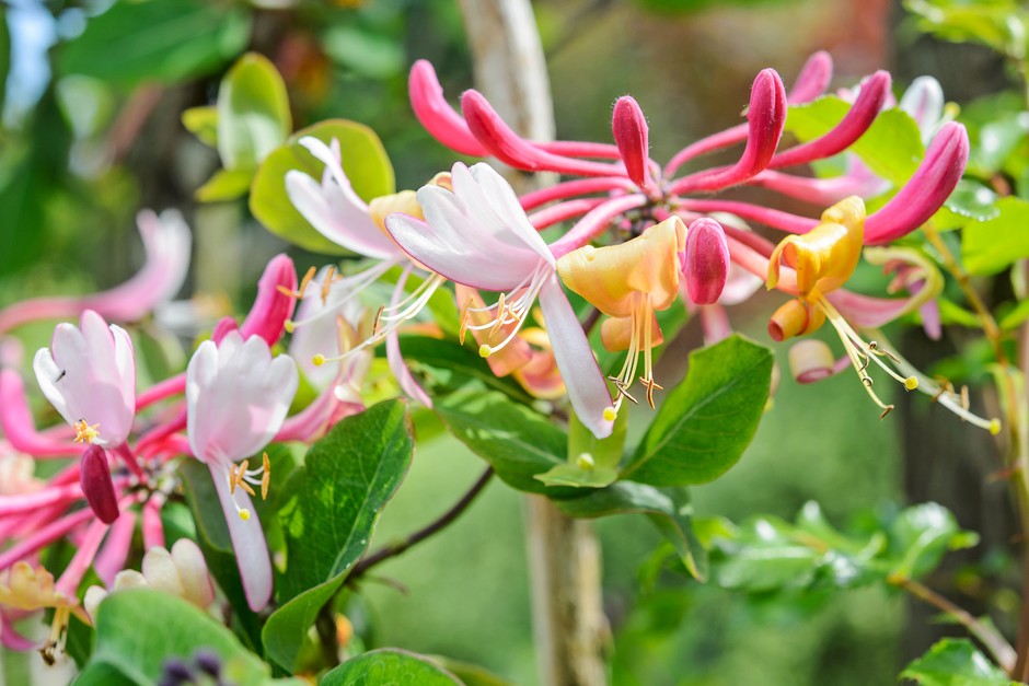 Honeysuckle, Lonicera periclymenum Honeysuckle, Lonicera periclymenum