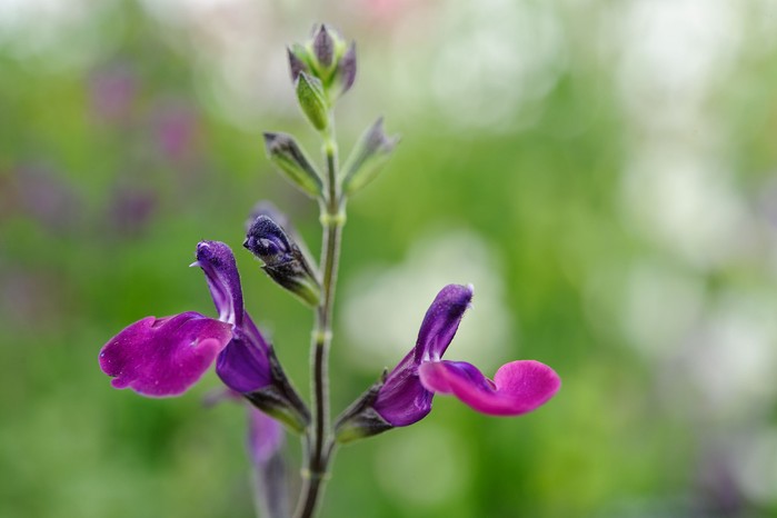 Salvia greggii 'Emperor'. Getty Images Salvia greggii 'Emperor'. Getty Images