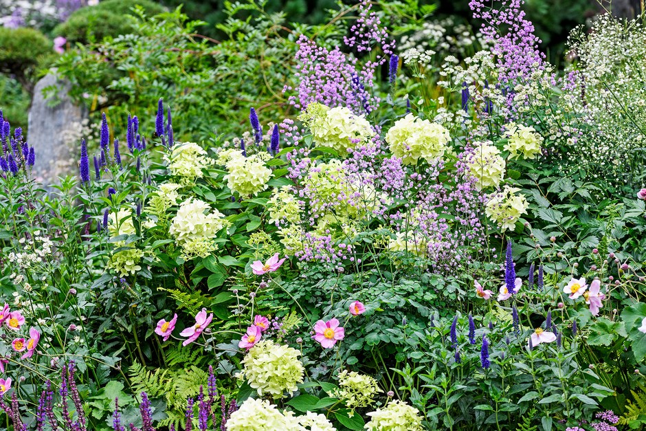 20 plants for autumn flowers 20 plants for autumn flowers