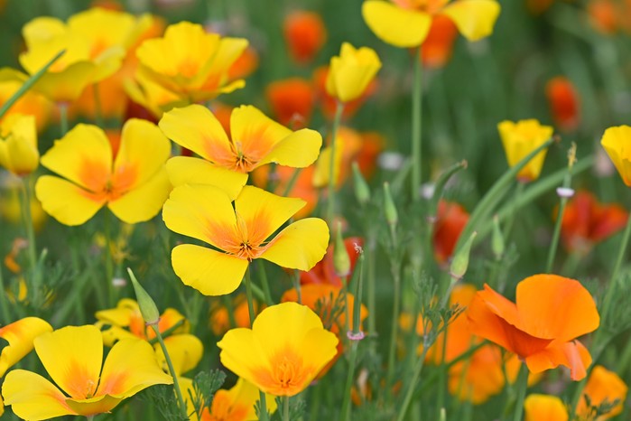 California poppies California poppies