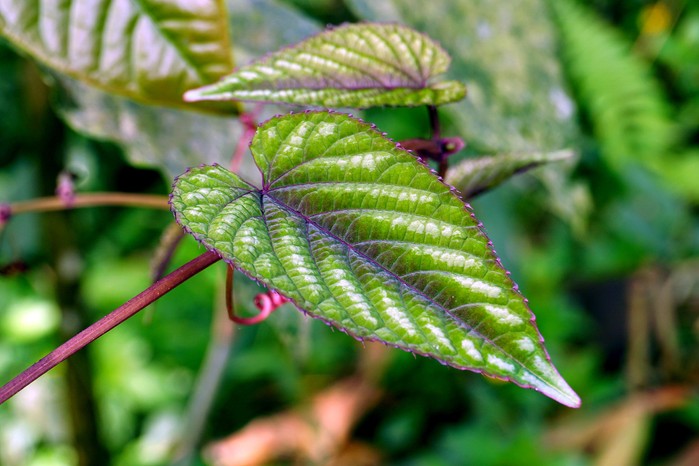 Cissus discolor, Grape Ivy. Getty Images. Cissus discolor, Grape Ivy. Getty Images.