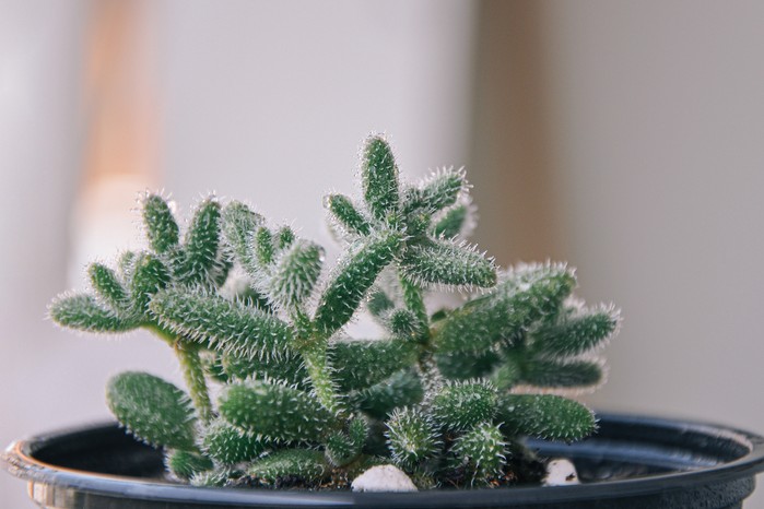 Delosperma echinatum, Prickle plant. Getty Images. Delosperma echinatum, Prickle plant. Getty Images.
