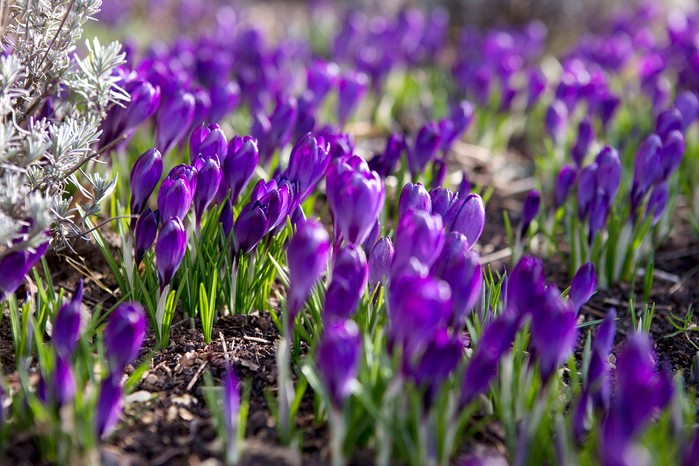 2048x1365-Crocus-to-grow-LI2966861 Crocus tommasinianus 'Barr's Purple'
