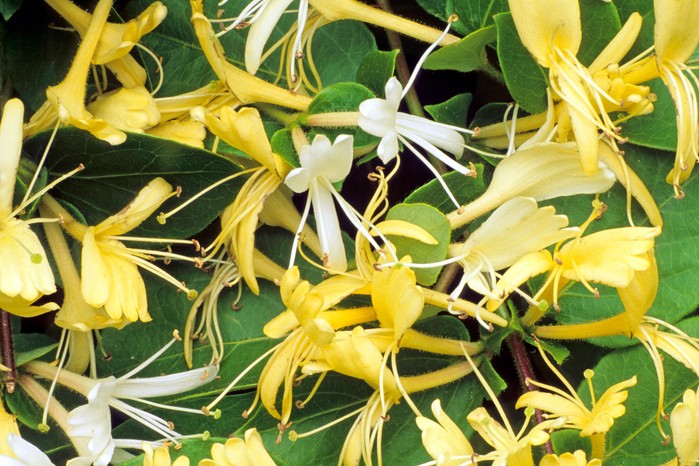 Lonicera japonica 'Halliana', Lonicera japonica 'Halliana',