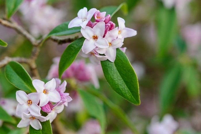 Daphne 'Jacqueline Postill' Daphne 'Jacqueline Postill'