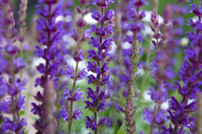 Salvia nemerosa 'Ostfriesland' in flower Salvia nemerosa 'Ostfriesland' in flower