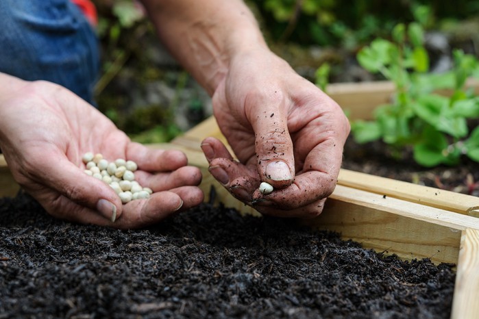 Sowing pea seeds in the soil Sowing pea seeds in the soil