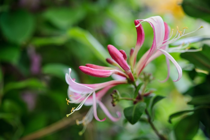 Honeysuckle, Lonicera peryclymenum 'Serotina' Honeysuckle, Lonicera peryclymenum 'Serotina'